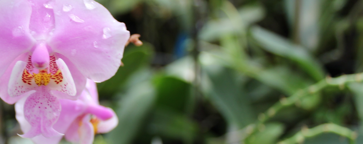 marczika bonsai orchidea tillandsia kertészet